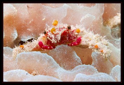 Decorator Crab