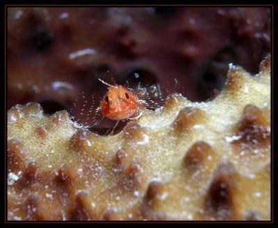 Lofty Triplefin