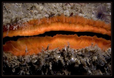 Eyes of the Scallop