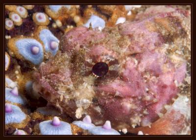 rockfishstarfish_5800.jpg