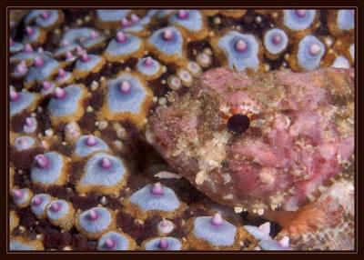 rodkfishstarfish_5805.jpg