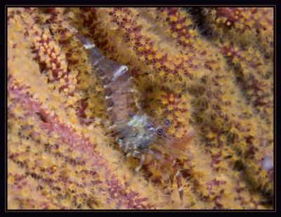shrimp_5708.jpg