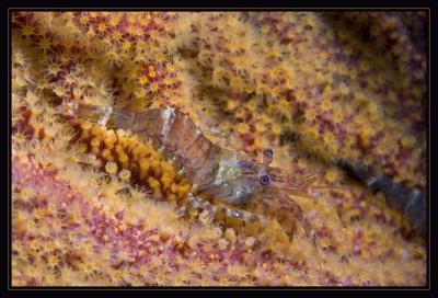 shrimp_5709.jpg