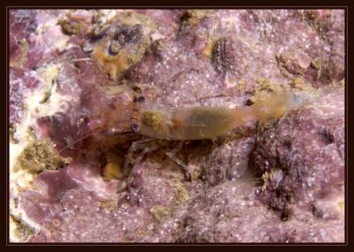 shrimp_5827.jpg