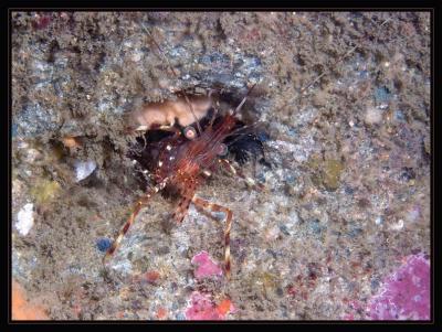 shrimp_5839.jpg