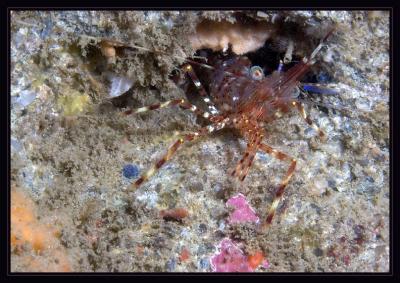 shrimp_5841.jpg