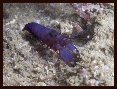 shrimp_5862.jpg