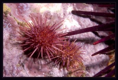 urchin_5705.jpg