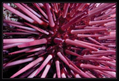 urchin_5726.jpg