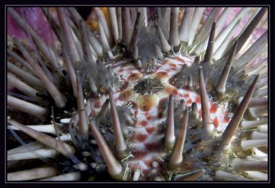 urchin_5739.jpg