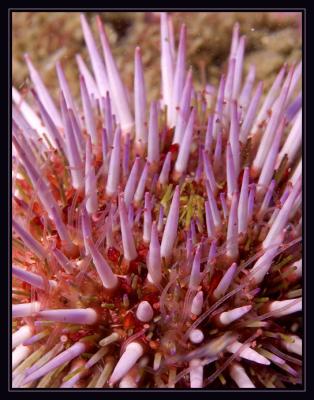 urchin_5753.jpg
