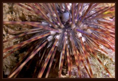 urchin_5830.jpg