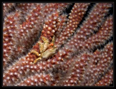 crab_6089.jpg