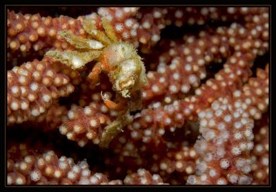 crab_6095.jpg