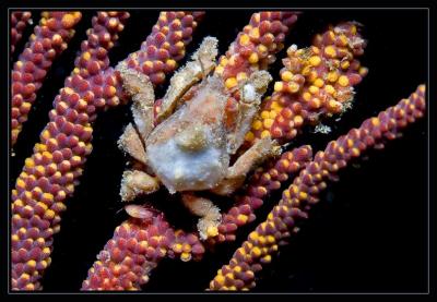crab_6102.jpg