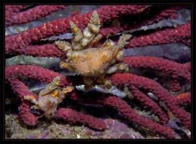crabs_6110.jpg