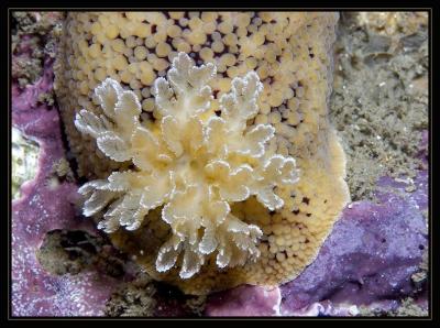 nudi_6126.jpg