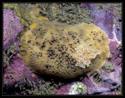 nudi_6127.jpg