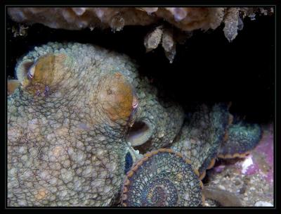 octopus_6120.jpg