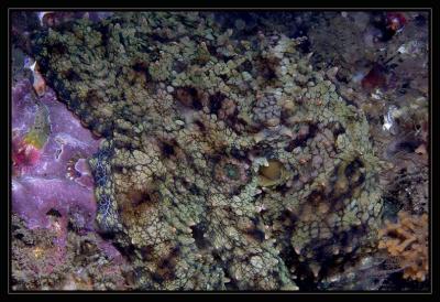 octopus_6141.jpg