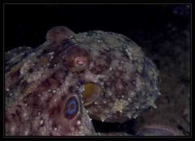 octopus_6169.jpg