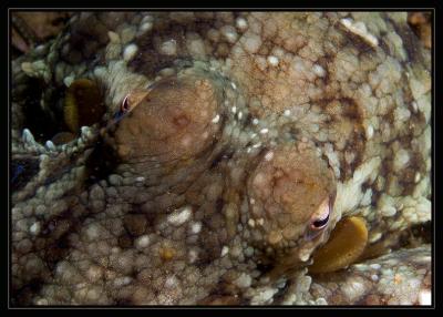 octopus_6176.jpg