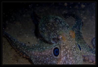 octopus_6182.jpg