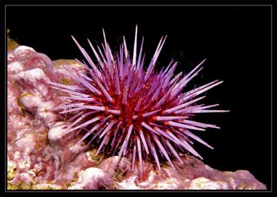 urchin_6113.jpg