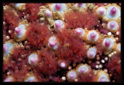 starfish_6065.jpg