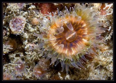 anemone_6217.jpg