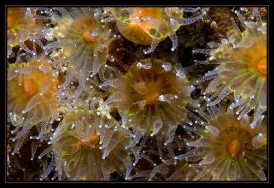 anemones_6213.jpg