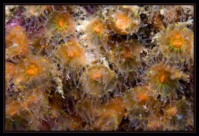 anemones_6215.jpg