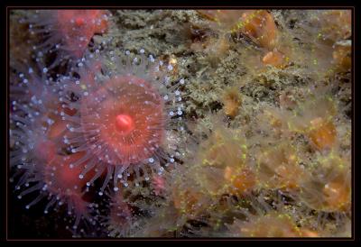anemones_6318.jpg