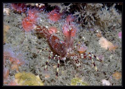 shrimp_6299.jpg