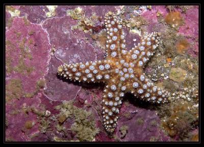 starfish_6254.jpg