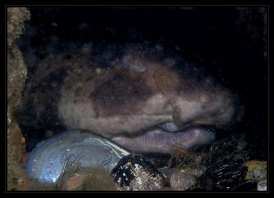 swellshark_6247.jpg