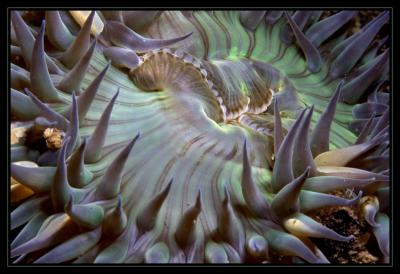 anemone_6867.jpg