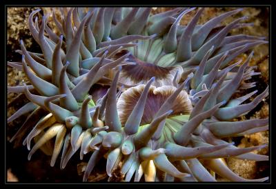 anemone_6870.jpg