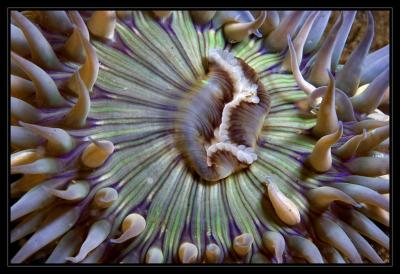 anemone_6930.jpg