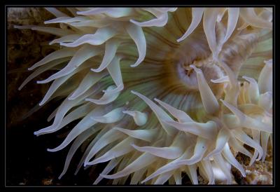 anenome_6813.jpg