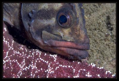 fish_6911.jpg