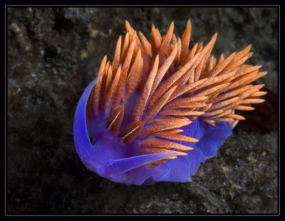 nudi_6781_1_26_06.jpg