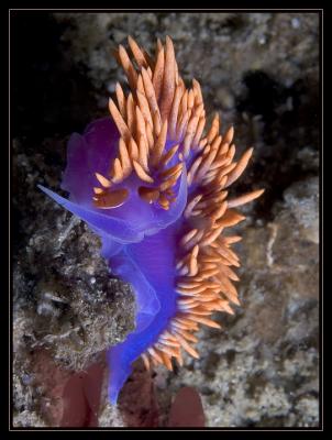 nudi_6846.jpg