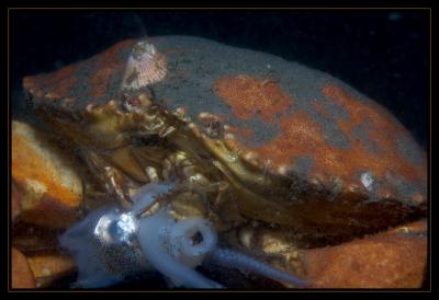 crabsquid_6944.jpg