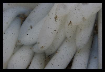 eggs_6948.jpg