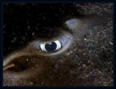 eye_7041.jpg