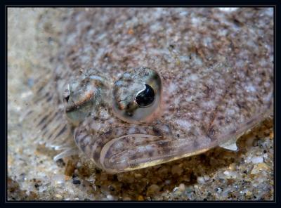 flatty_7012.jpg