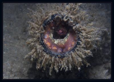octopus_6996.jpg
