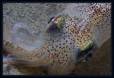 squid_6952.jpg