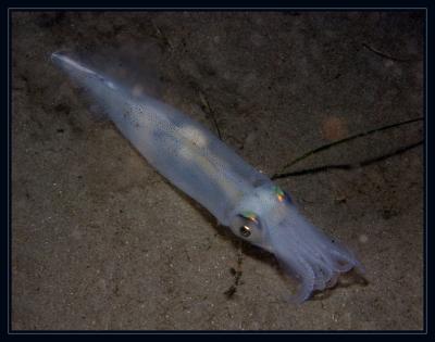 squid_6959.jpg
